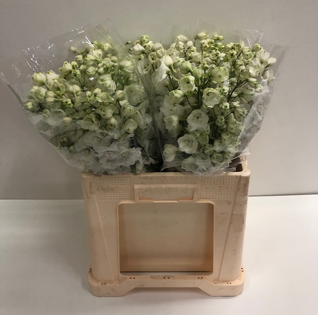 Delphinium el du centurion wh.jpg